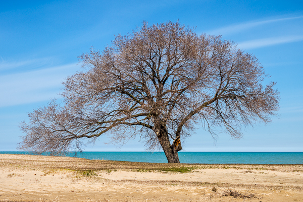 Spring Tree on Lake Michigan in Chicago